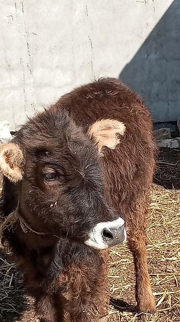 бычки в токмаке: Продаю | Бык (самец) — 6