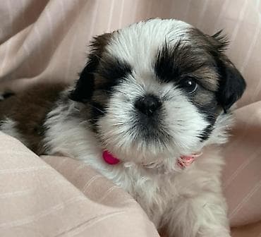 стоимость чихуахуа: ГОТОВЫ к РЕЗЕРВУ ЩЕНКИ ШИ-ТЦУ!!! 3 мальчика и 2 — 1