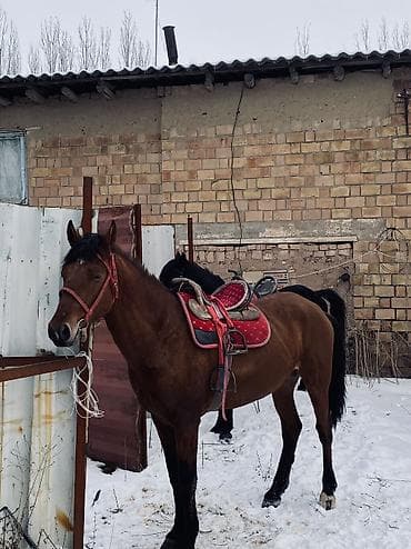 сколько стоит щенок бигль: Продаю | Жеребец — 4