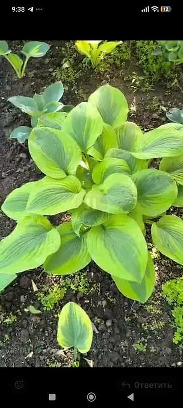 green leaf: Хоста декоративная, сорт с ярко‑салатовыми крупными листьями — 10