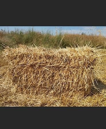 Другие животные: Продам солому ячменную с поля, находимся в Новопокровке! — 1