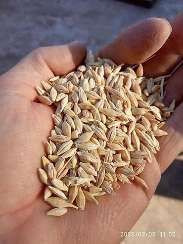 кукуруза зерно: Продаю ячмень
 30 тонн 
сорт МАМЛЮК 
 Арпа сатам — 1