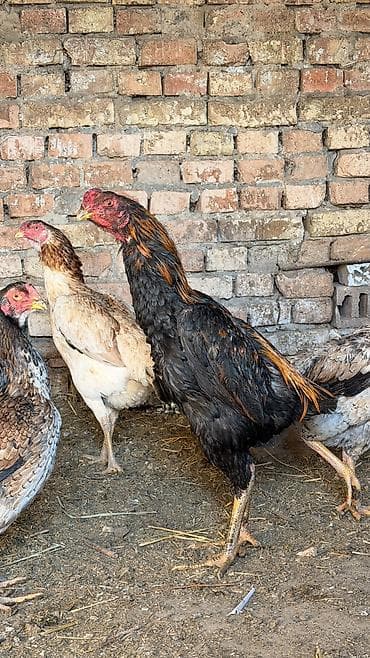 куры карлики: Продаю | Петух | Бойцовая | Для разведения — 5