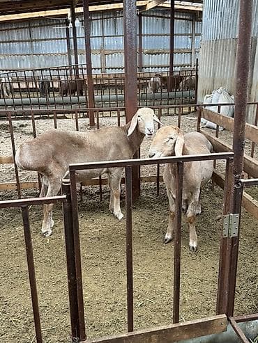 Продаю | Баран (самец) | Арашан | Для разведения | Племенные, Осеменитель