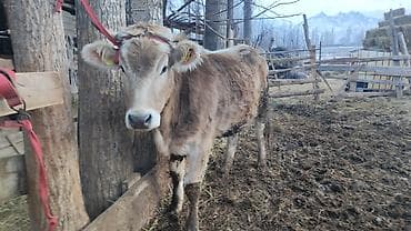 Продаю | Тёлка | На откорм | Привязанные at lalafo.kg Продаю | Тёлка | На откорм | Привязанные