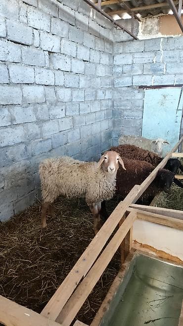 на баран: Продаю | Овца (самка) | Для разведения | Ярка — 2