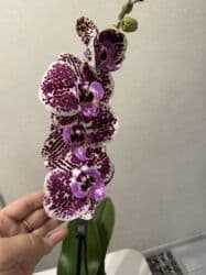 сколько стоят гипсофилы: Орхидеи сортовые в наличии.Цена от 800c-1600с.Бишкек — 10