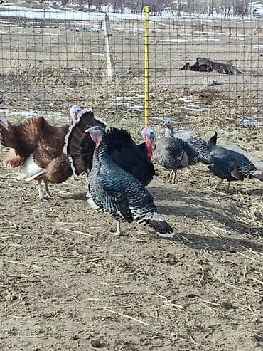 Продаю | Индюк (самец) | Полукровка | Для разведения at lalafo.kg Продаю | Индюк (самец) | Полукровка | Для разведения