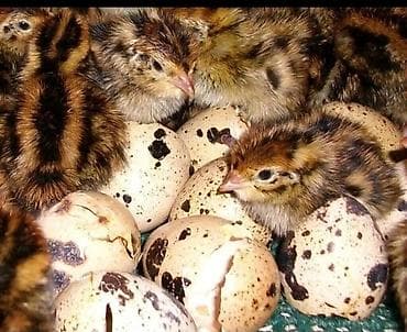 Перепела и продукция перепеловодства - Породы: японский (дикий окрас)