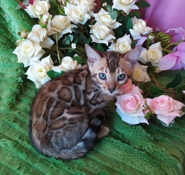 куда можно отдать собаку в бишкеке: Новые Бенгальские детки. Питомник Бен Гла Мур предлагает — 15