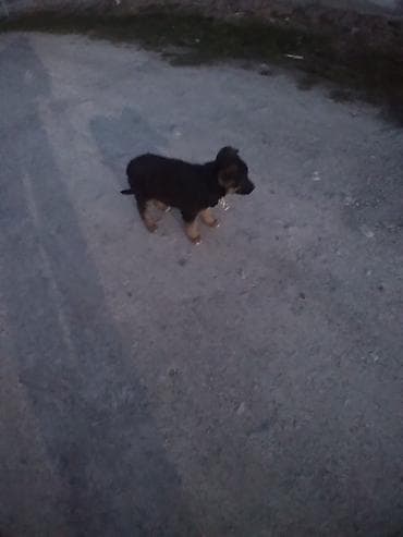 бенгальская овчарка: Собака даром: Овчарка, 2 месяца, Самка — 3