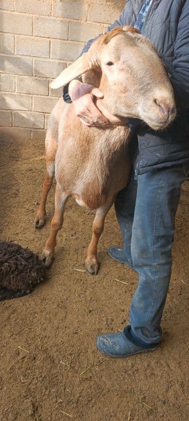 Аквариумы: Продаю | Баран (самец) | Для разведения | Осеменитель — 10