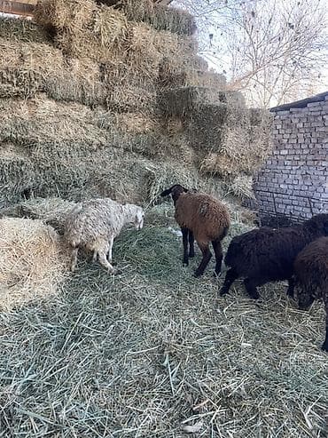 котные матки: Продаю | Овца (самка) | Для разведения — 3