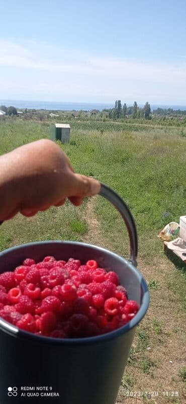 uakeen казан набор цена бишкек: Малина Өзү алып кетүү, Акысыз жеткирүү, Акылуу жеткирүү — 5