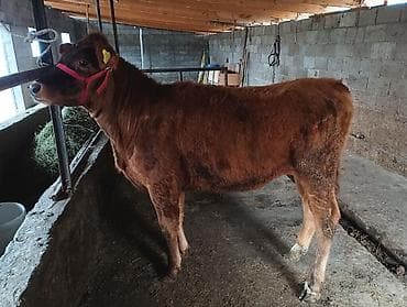 биг 6: Продаю | Корова (самка) | На откорм | Привязанные — 1