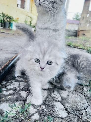 Үй жаныбарлары: Шотландские котята серебристого окраса - Порода: шотландская (в — 2