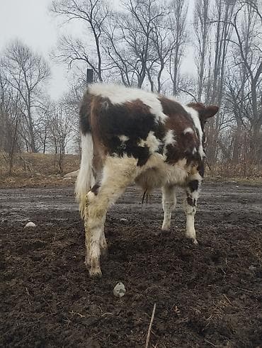 породистые телята купить: Продаю | Музоо, торпок | Полукровка | На откорм | Привязанные — 9