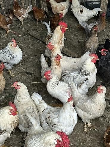 продаю цеплята: Продаю | Куры | Домашняя | На забой, Для разведения — 3