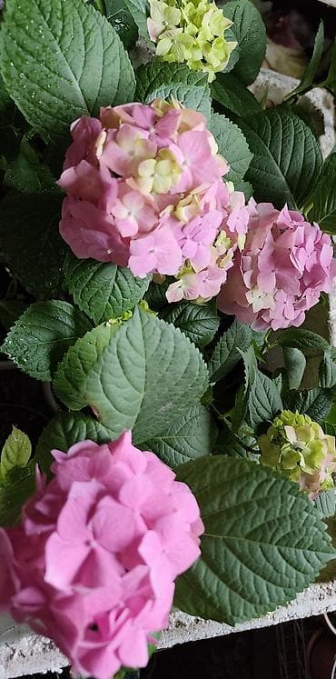 коня: Саженцы — 2