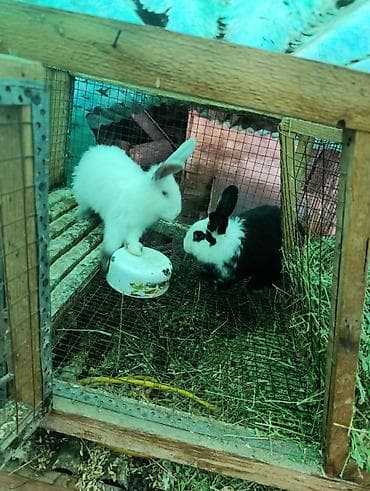 Собаки: Продаю | Крольчата | Для разведения — 3