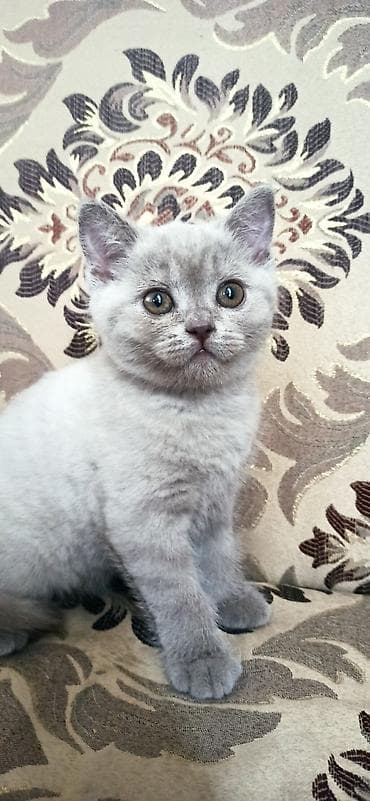только голуби: Британский короткошёрстный котёнок девочка. карие глаза, карий носик и — 5