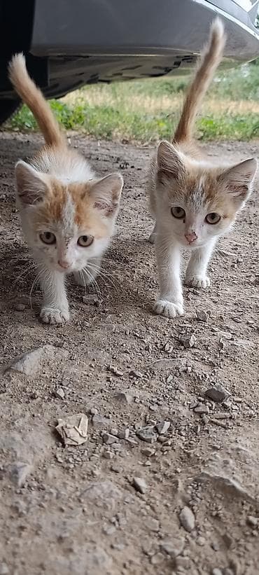🐱 КОТЯТА ИЩУТ ДОБРЫЕ И НАДЁЖНЫЕ РУКИ! 🐾🩷🩵 Я случайно нашла этих