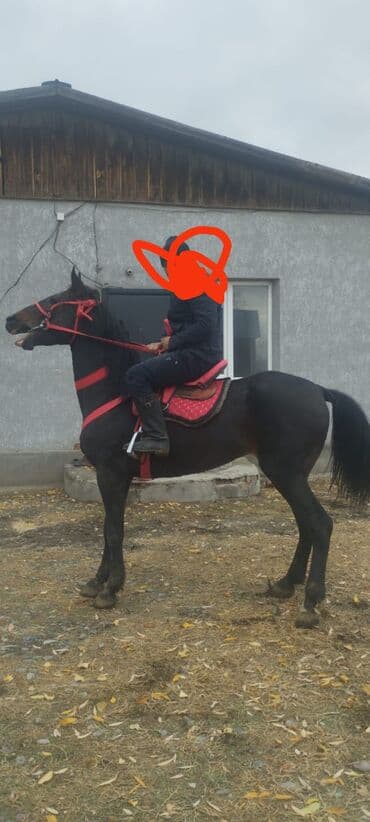 купить восточно европейскую овчарку: Продаю | Жеребец | Полукровка | Для разведения — 1