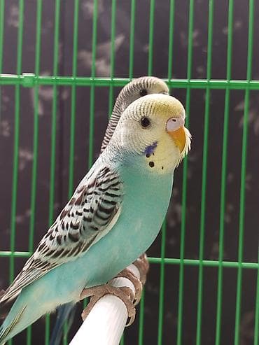 инкубационный яйцо бройлера: Ассаламу алейкум Папугайлар пара🩵💙🦜 сатылат! Клеткасы+корм менен✅ — 2
