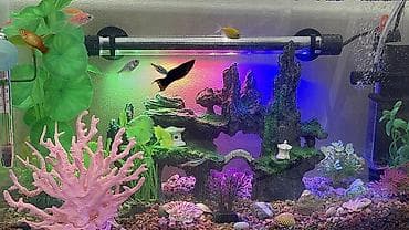 Башка жаныбарлар: СРОЧНО ПРОДАЮ аквариум 20литров с декором и с рыбками 7 штук входит — 6