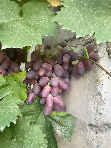 капалка картофель: Виноград — 1