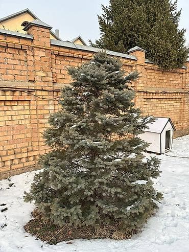 Садовая техника и оборудование: Саженцы деревьев: Ели, Самовывоз — 4