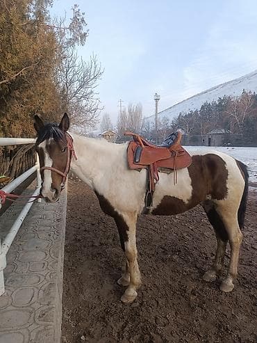 Грызуны: Продаю | Конь (самец) | Конный спорт — 5