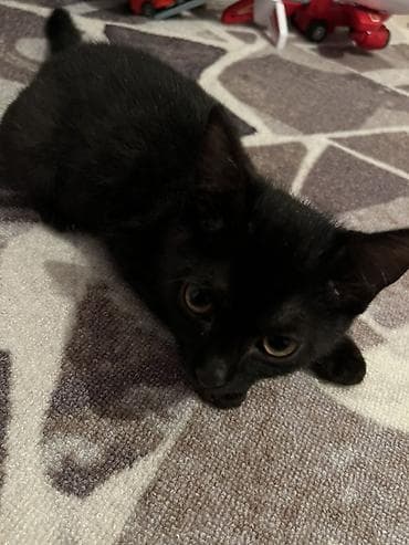 сиамская кошка котята: Кошка даром: Беспородная, 3 месяца, Девочка, Приучена к лотку, С прививками — 1