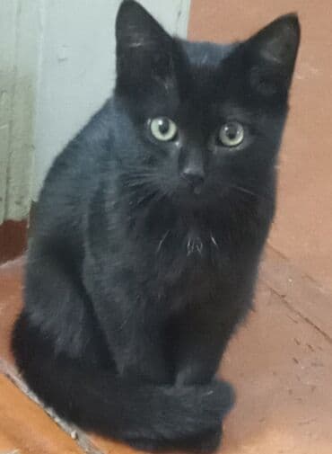 отдам даром вислоухого котенка: Очаровательный черный котенок (девочка) - Сделаны вакцины от — 1