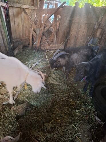 продажа щенков немецкой овчарки с документами в бишкеке: Продаю | Коза (самка), Козёл (самец) | Для молока, Для разведения — 2