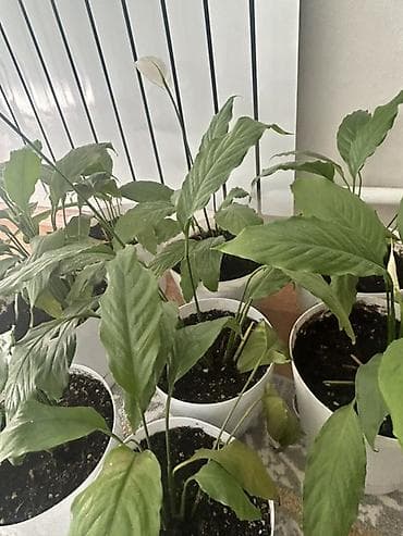 цвет: Это цветы Женские счастья - Комнатное растение с длинными глянцевыми — 3