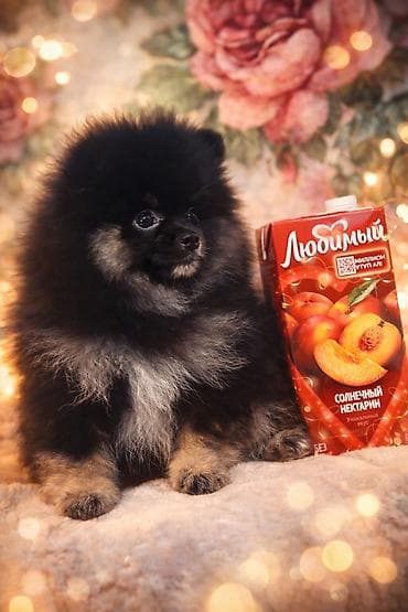 Шпиц, 2 месяца, Самка, С родословной