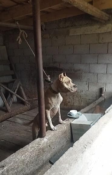 Питбуль, 2 года, Самец