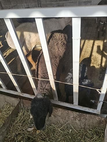 Баран, овца: Продаю | Овца (самка) | Для разведения | Матка — 4