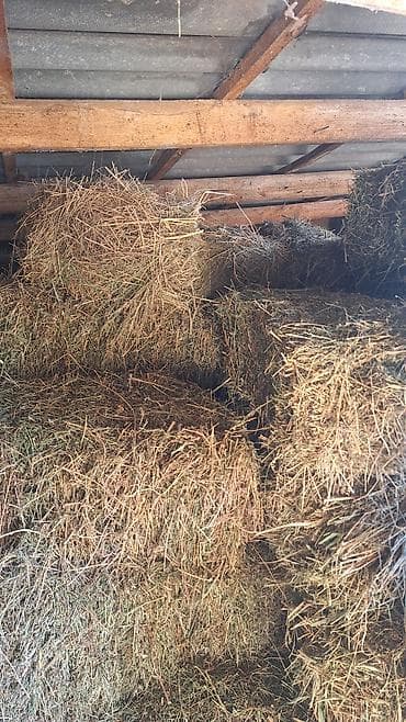 арпа мака: Продаю сена самовывоз количество от 100-150 шт цена 270 — 3