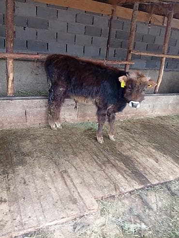 кормушки для птиц: Продаю | Корова (самка) | Для разведения | После отела — 6