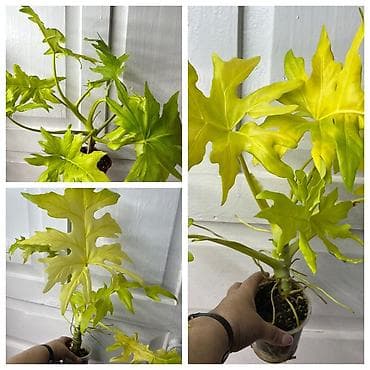 Филодендрондор: Комнатные редкие растения — коллекционные экземпляры 1) Филодендрон — 1