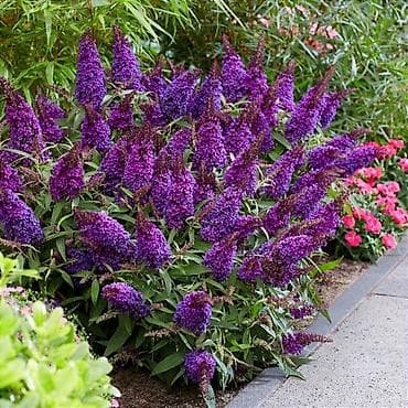 розы рассада: Пеларгонии сортовые — более 200 сортов в наличии - Ассортимент — 8