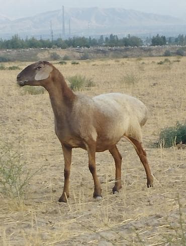 алабай фото, цена: Продаю | Овца (самка) | Арашан | Для разведения | Матка — 1