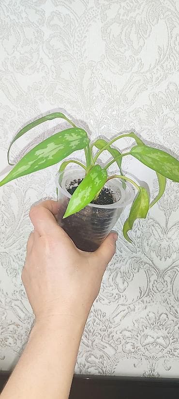 каракол цветы: Продаю комнатные цветы аглаонема трейбе - 150 сом ул.7 апреля 2/7 — 8
