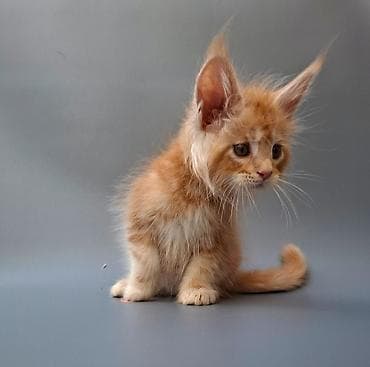 Үй жаныбарлары: Шикарные котята мейн-куны, окраса рыжий мрамор (red tabby). Большие — 2