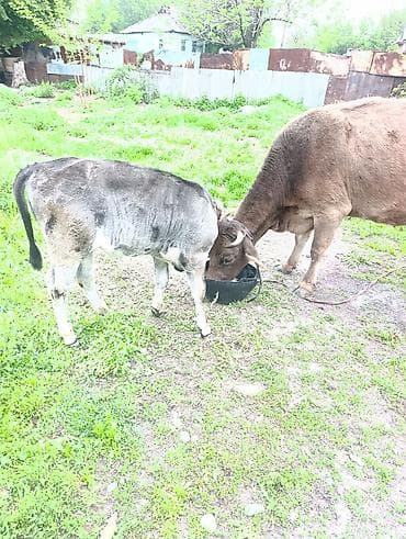 корм для домашних животных: Продаю | Корова (самка) | Полукровка | Для разведения | После отела — 7