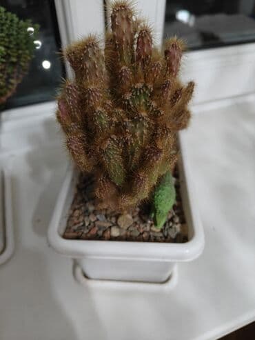 софиты потолочные цена бишкек: Набор суккулентов и кактусов — все вместе, в 5 одинаковых — 6