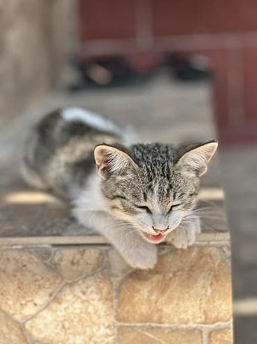 грызуны домашние: 🐱 Отдам котят в добрые руки БЕСПЛАТНО! Даром 😔💔. Очень срочно! Ищем — 2