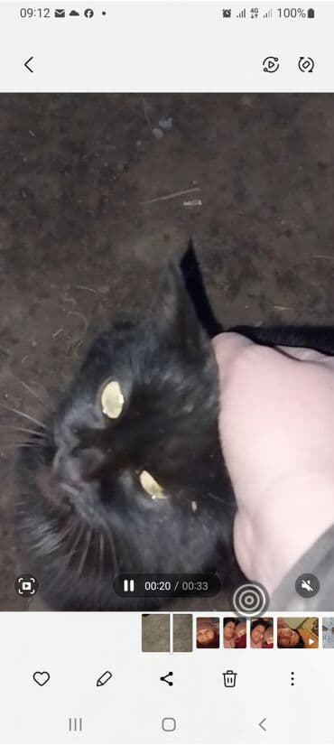 мышык бишкек: Отдам чёрного красивого котёнка в хорошие руки. адрес Петровка — 3